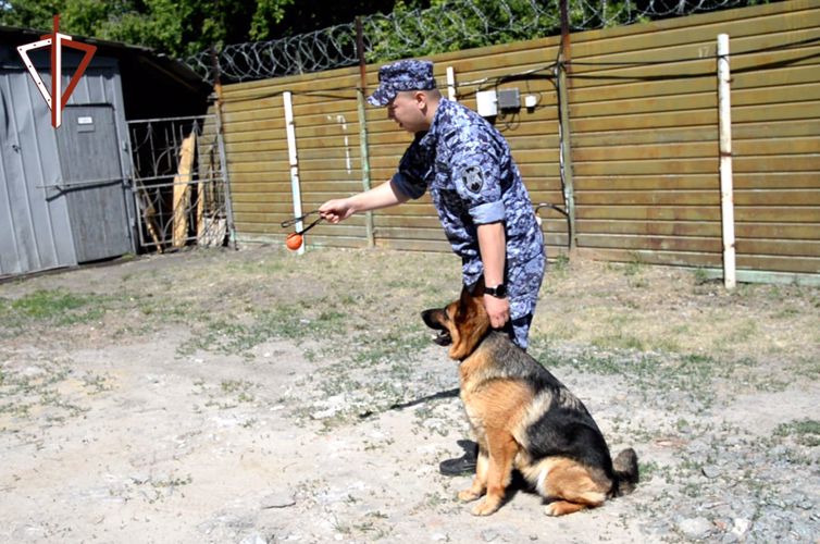 21 июня – День кинологических подразделений Росгвардии (видео)