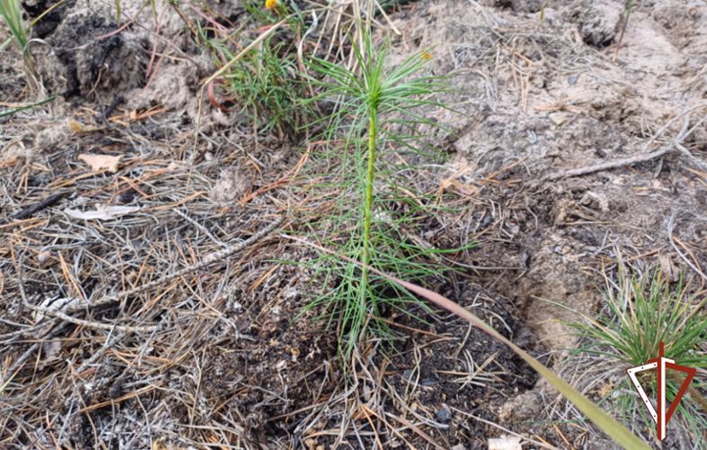 Росгвардейцы приняли участие во Всероссийской экологической акции «Сохраним лес» в Зауралье 